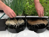  S Autopot Aquaplate se můžete spolehnout na velké a silné kořeny.