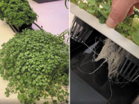  Autopot nabízí také samozavlažovací květináče na bázi hydroponie.