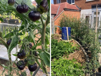  Vypěstujte si třeba černá rajčata