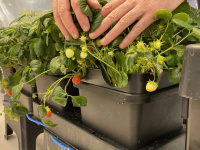  Samozavlažovací květináče jsou vhodné i pro pěstování jahod.