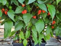  Chilli papričkám se v samozavlažovacích květináčích daří výborně.