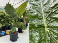  V samozavlažovacích květináčích můžete pěstovat i okrasné květiny.