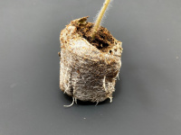 Kořínky v sadbovací tabletě Jiffy