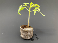  Mladé rajče v sadbovací tabletě Jiffy