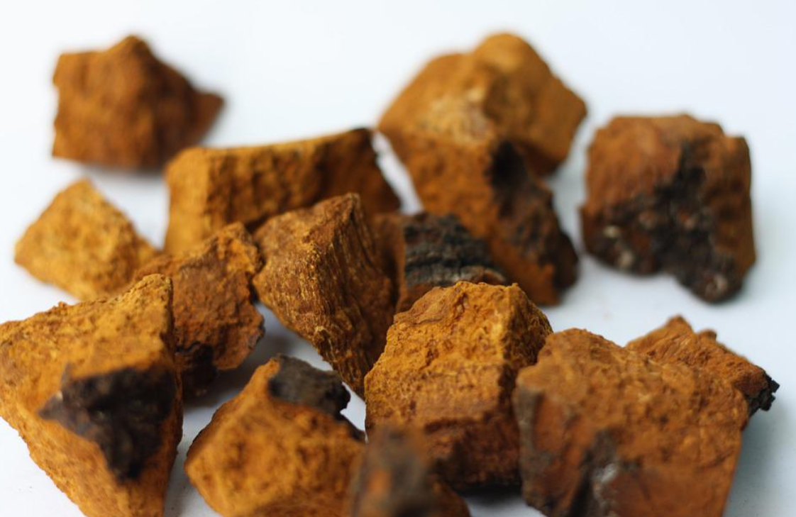 adaptogen chaga houba