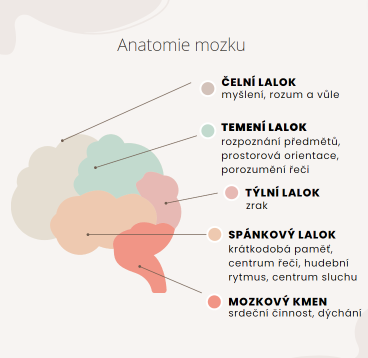 anatomie mozku