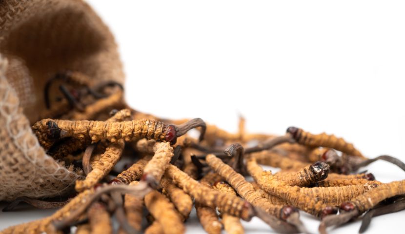 cordyceps housenky
