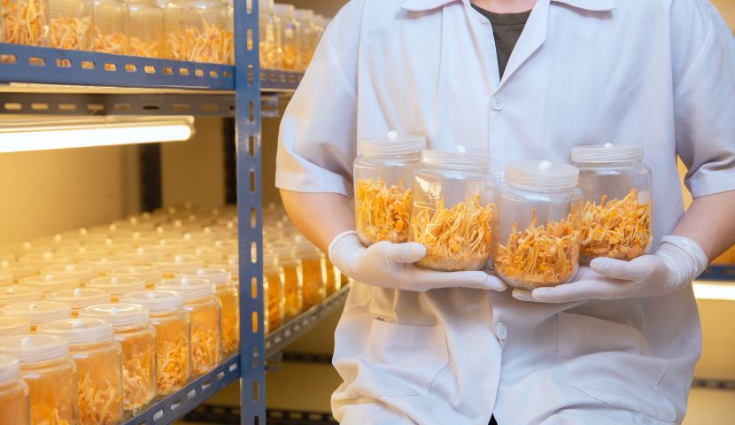 cordyceps v medicíně