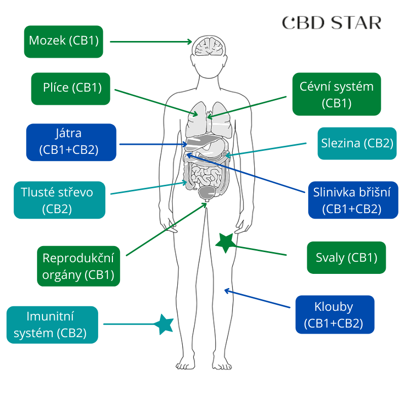 endokanabinoidni system