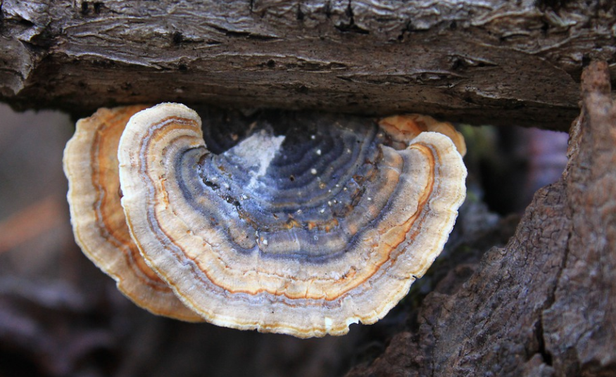 medicinální houba Turkey tail