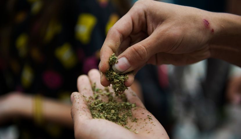 rozdrcena marihuana na dlani