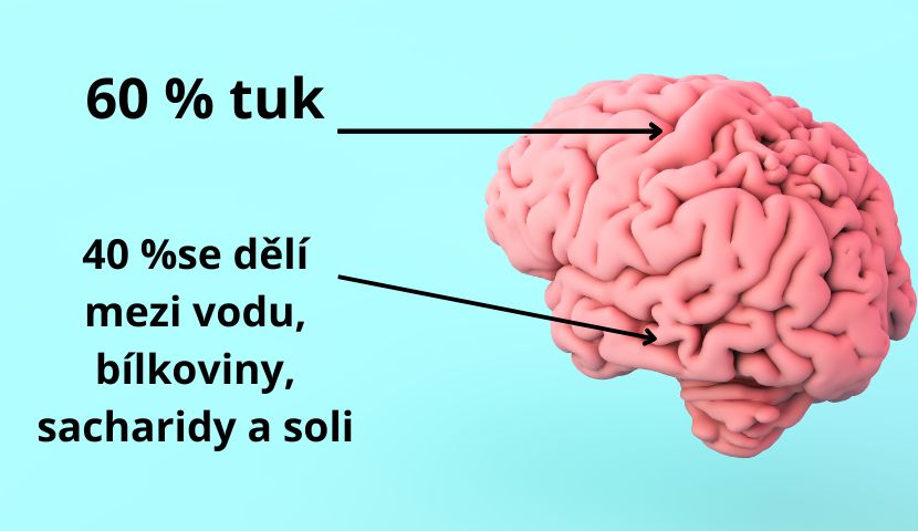 Složení mozku