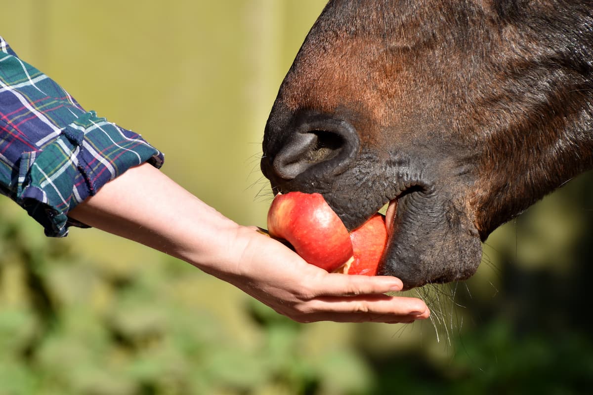 Milyen-Fruit-Edhetnek-a-Lovak