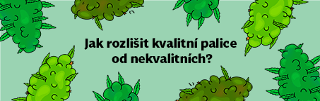 Jak rozlišit kvalitní květy konopí od nekvalitních