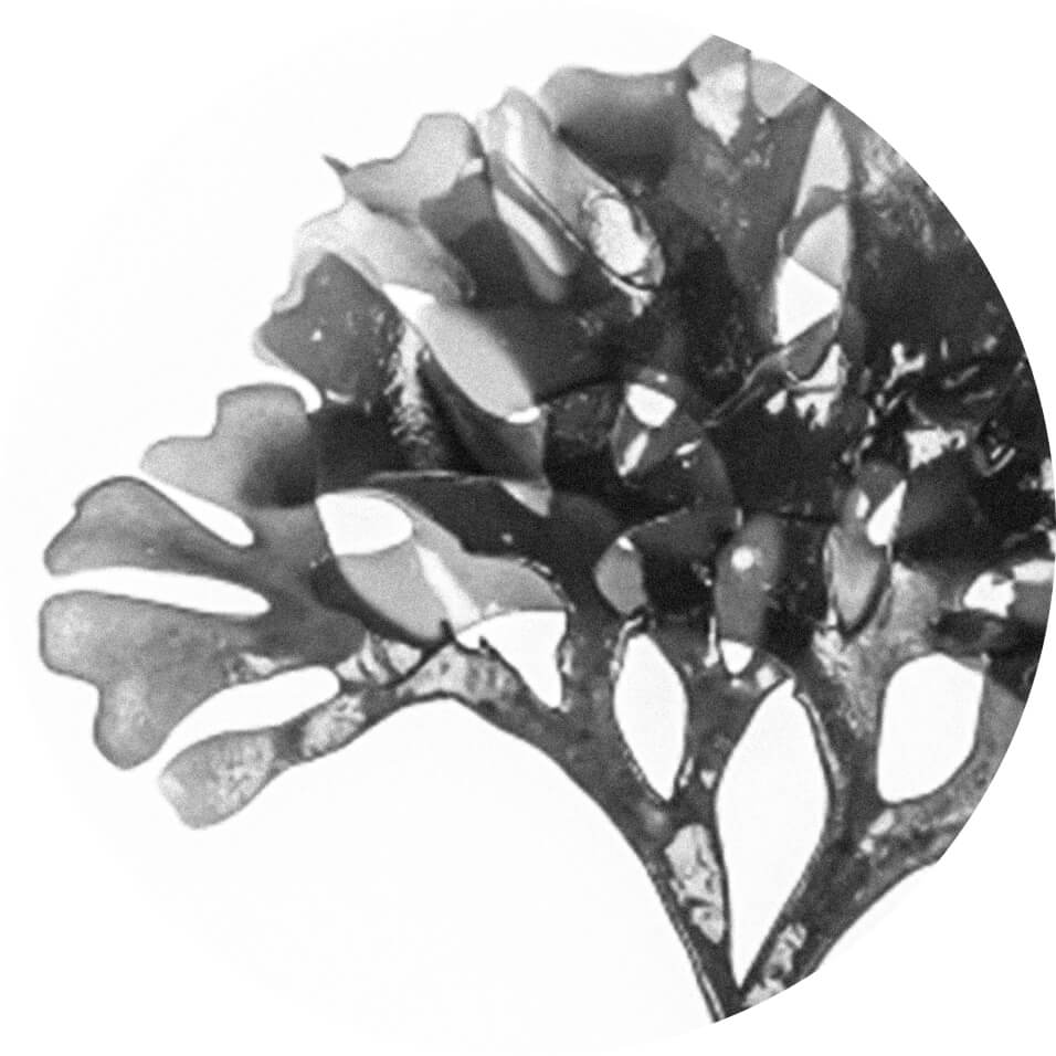 Astaxanthin