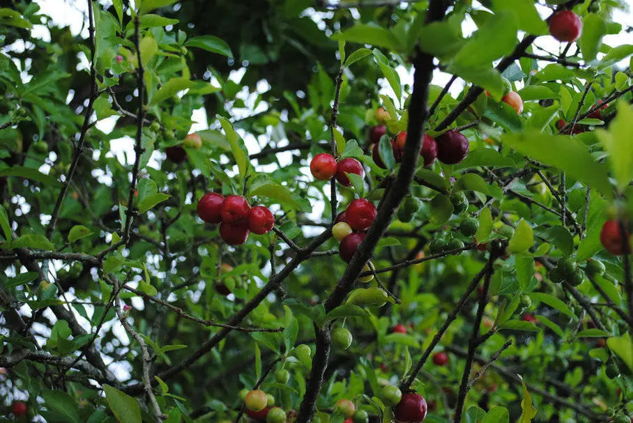 acerola_a_vitamin_c