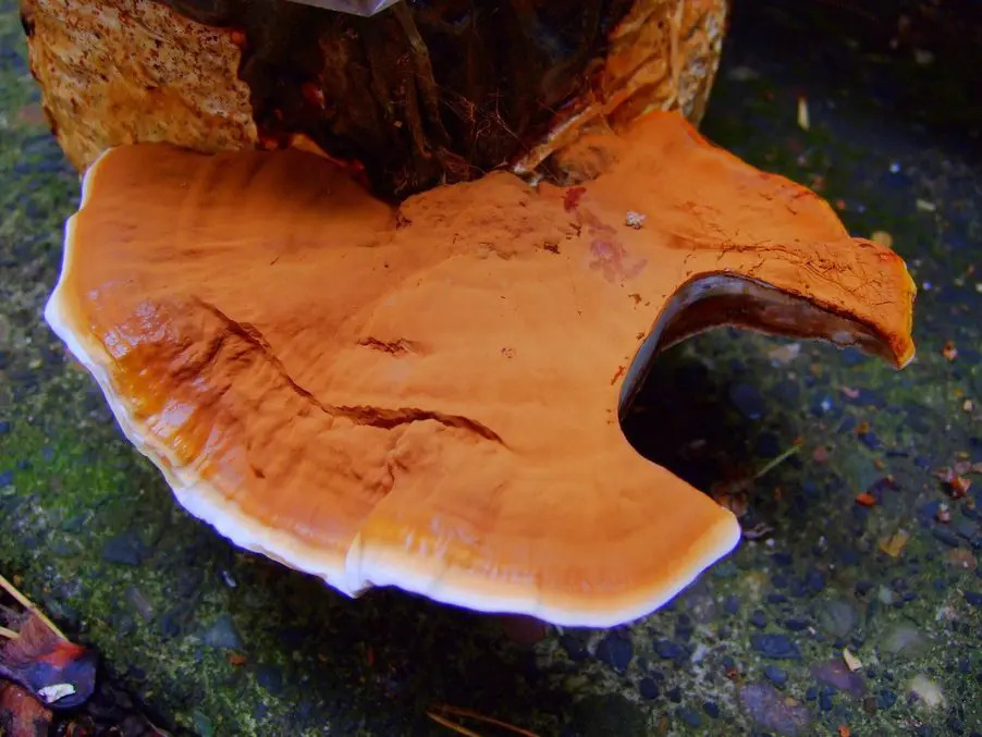 alergie_na_reishi