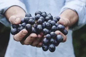 antioxidanty_a_flavonoidy_v_ovoci