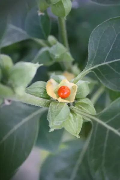 ashwagandha_plod