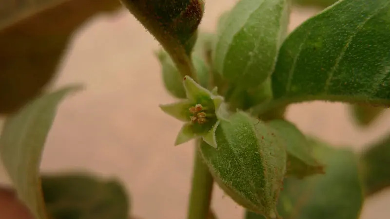 ashwagandha_pro_tehotne
