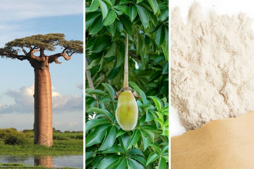baobab_a_strom_a_plod
