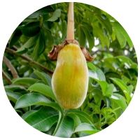 baobab_pro_podporu_imunity