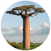 baobab_strom