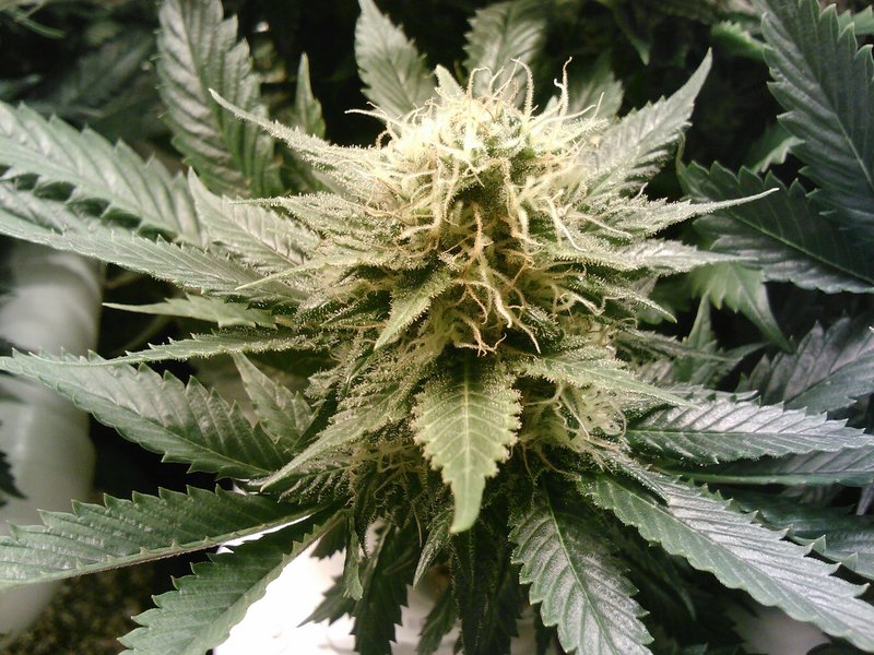 marihuana