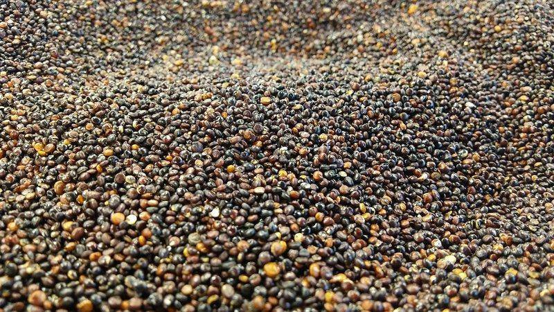 černá quinoa
