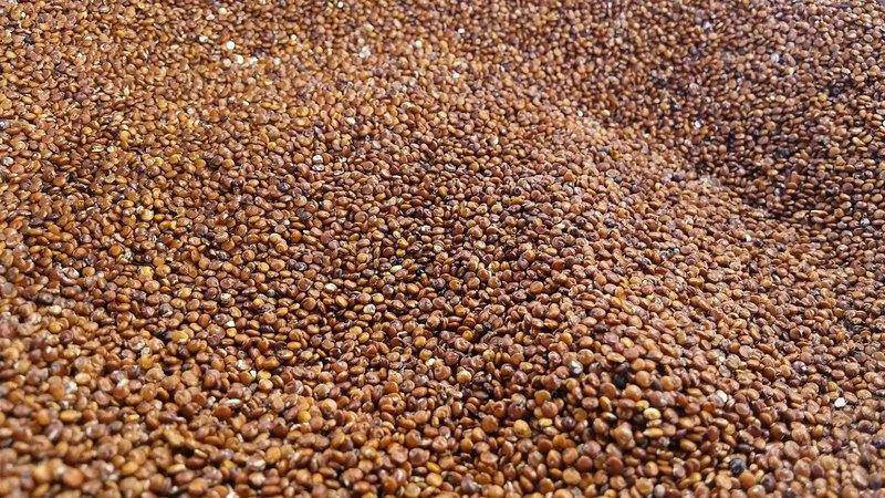 červená quinoa