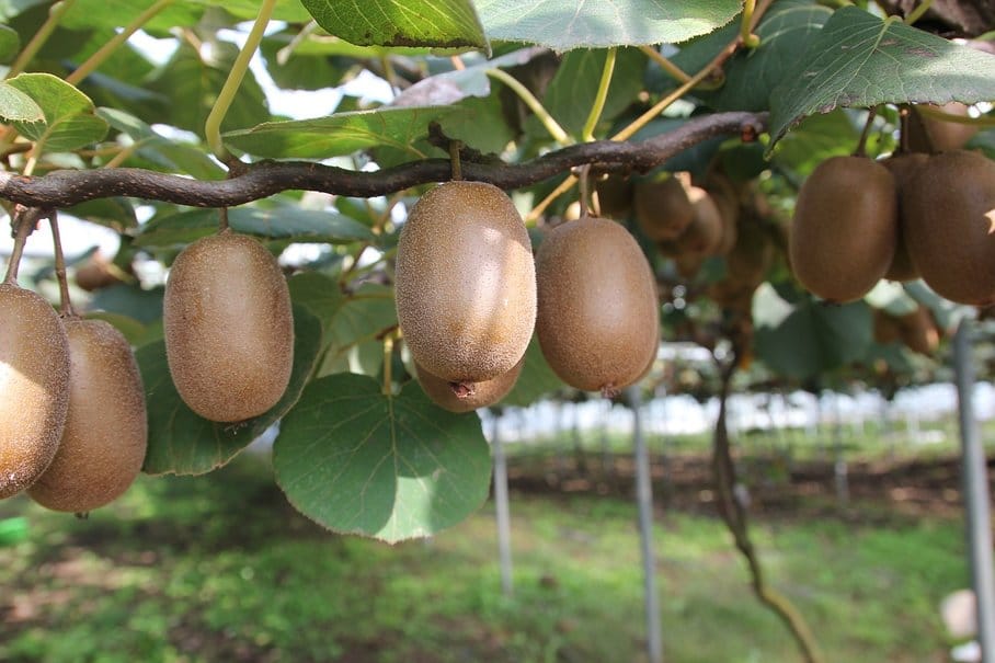 kiwi na stromě