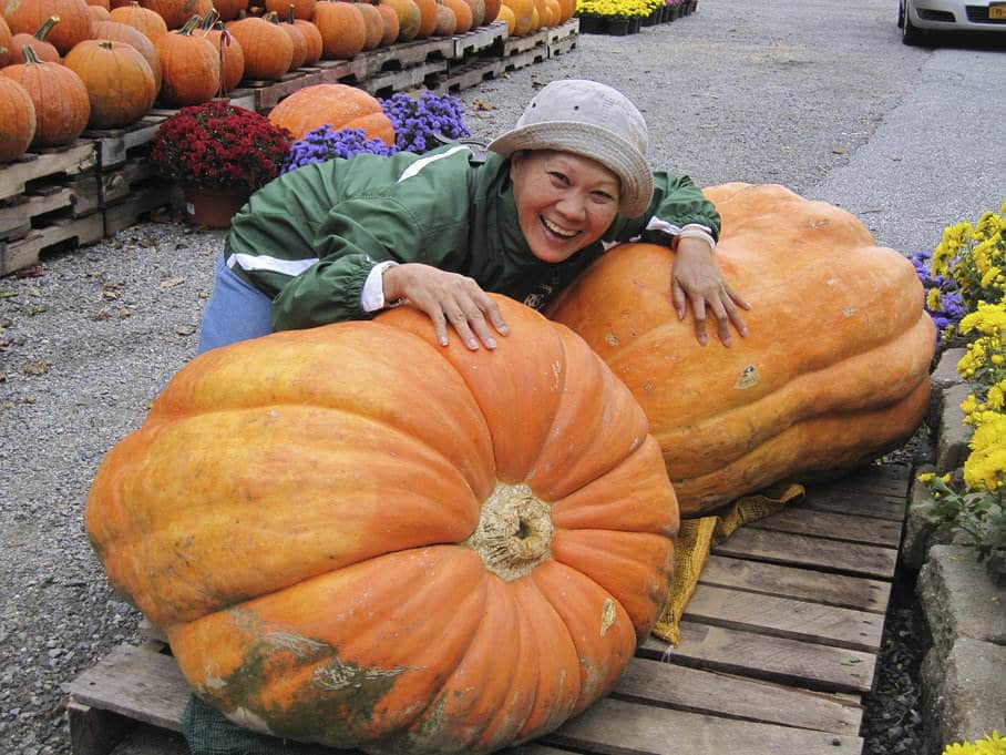 dýně