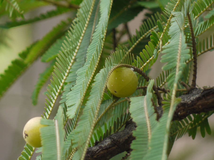 amla