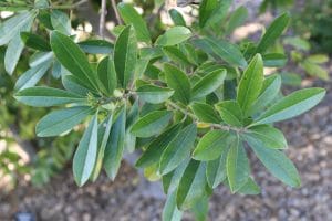 yerba maté listy