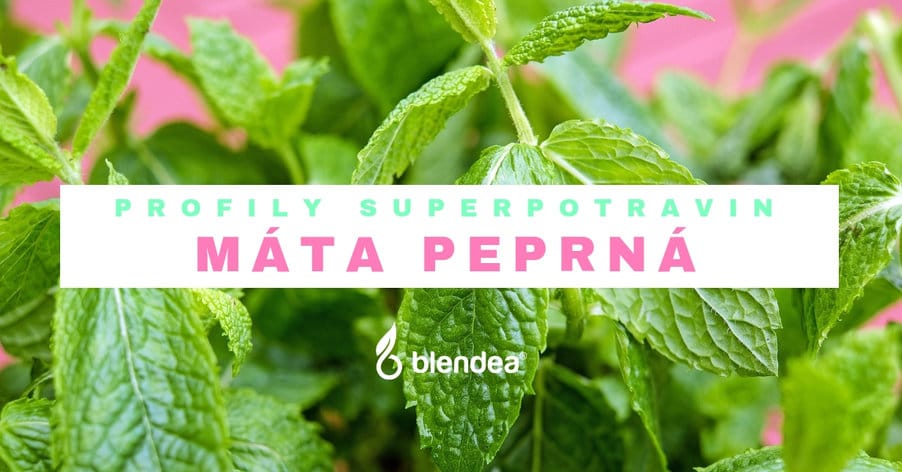 máta peprná profil