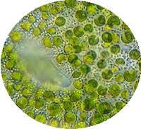 Chlorella, detail