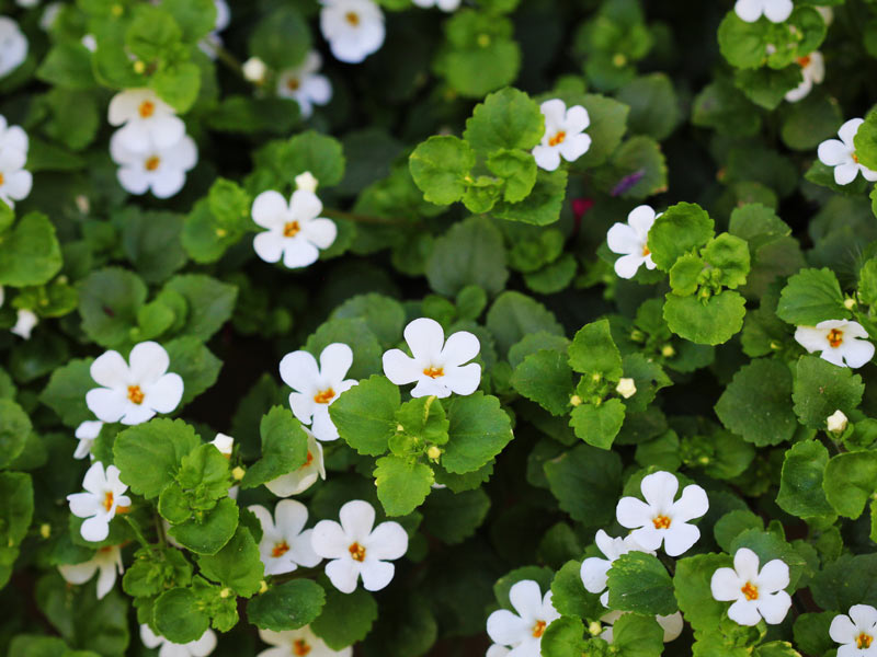 brahmi_bacopa_monieri_rostlinka