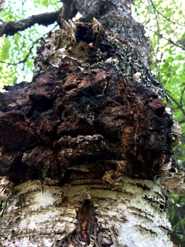 chaga_kde_roste