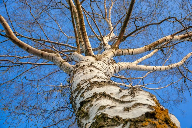 chaga_na_brize