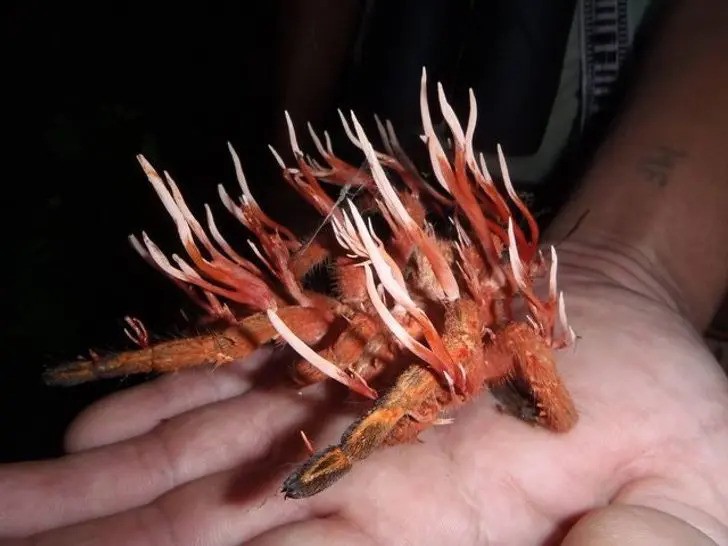 co_je_cordyceps