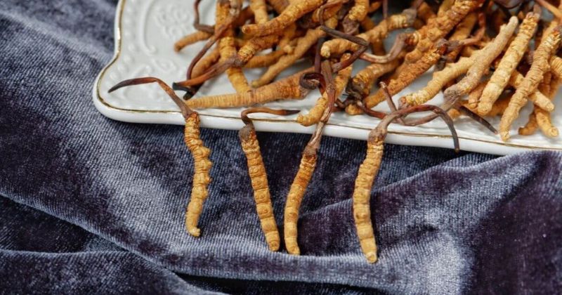 cordyceps_1