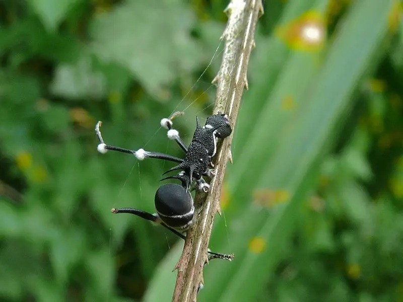 cordyceps_a_zvyseni_vykonu