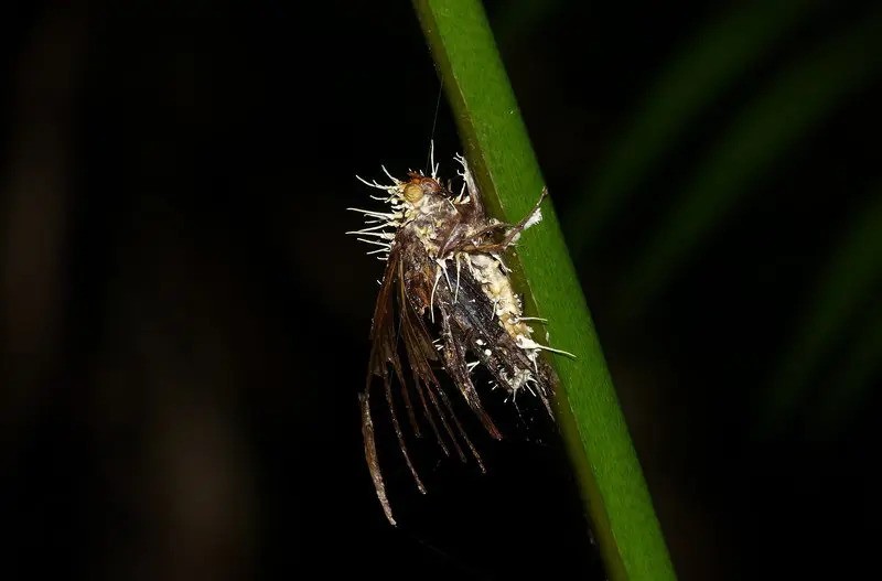 cordyceps_pro_tehotne