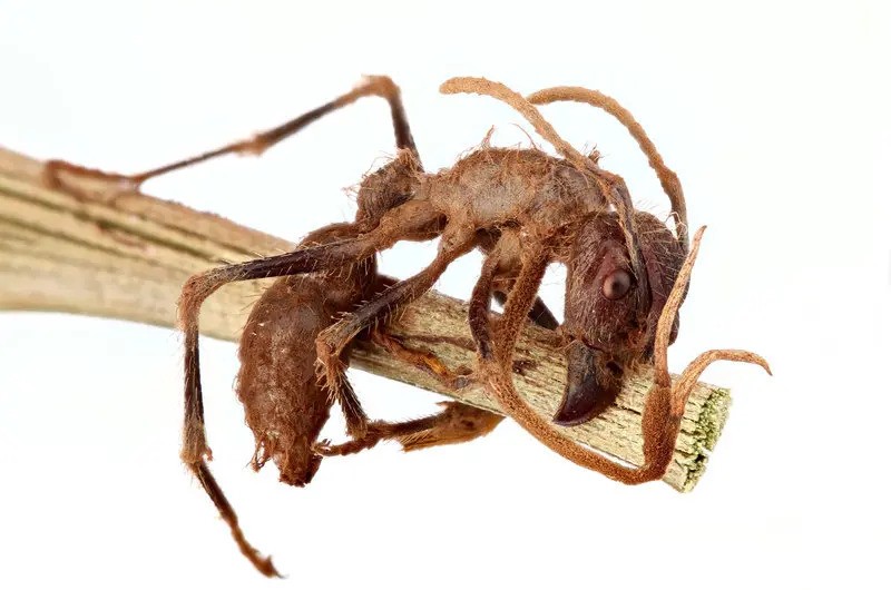 cordyceps_zabiji_hostitele