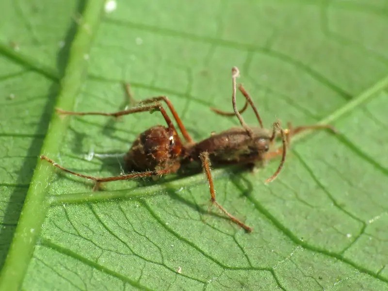 davkovani_cordycepsu