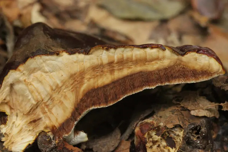 davkovani_reishi