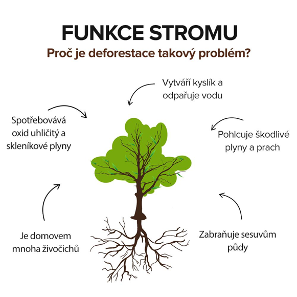 deforestace