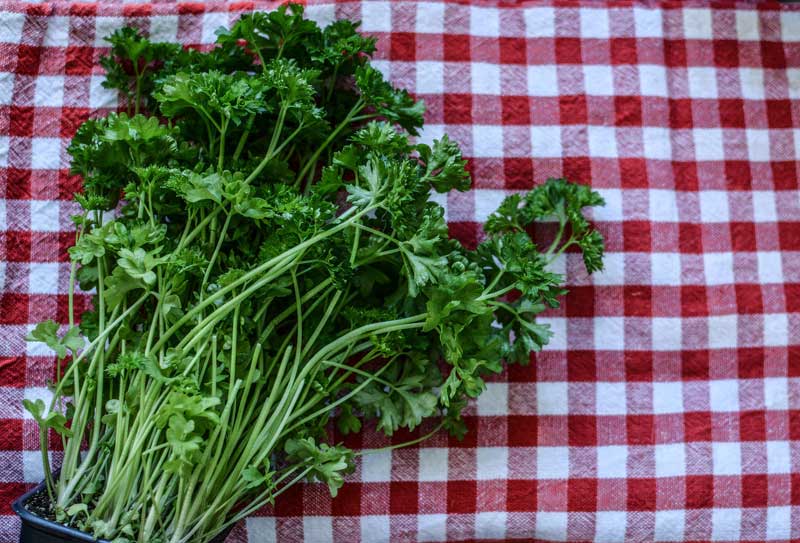detoxikacni_bylinka_petrzelka