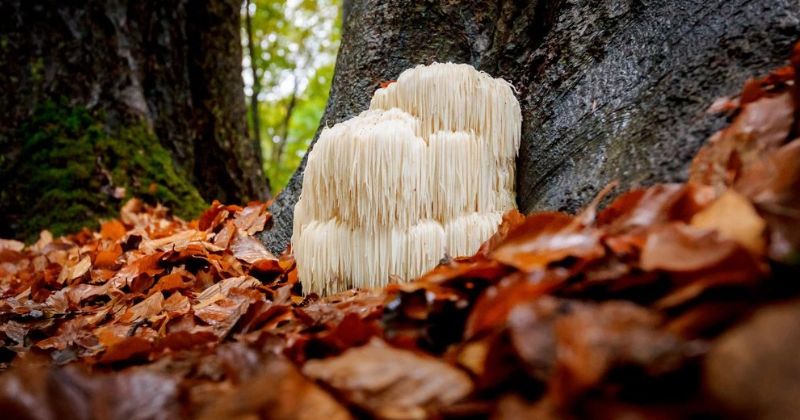 hericium_erinaceus