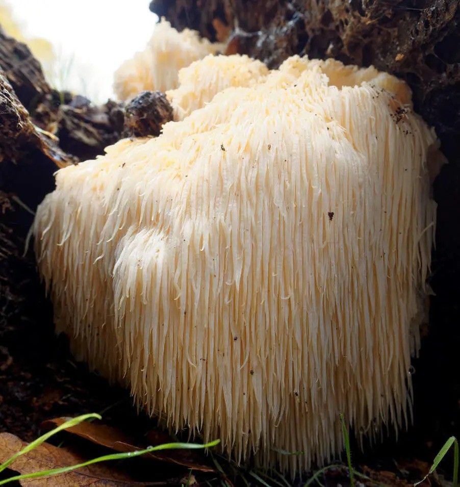 hericium_erinaceus_v_lese